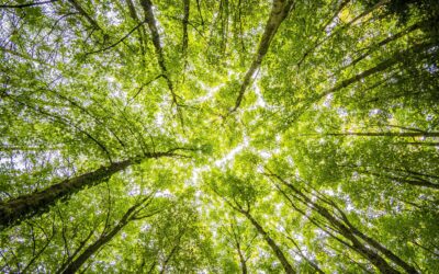 Heute sind wir Gast im Wald, im grünen Zauberreiche