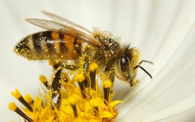 Sum, sum, sum was fliegt denn hier herum