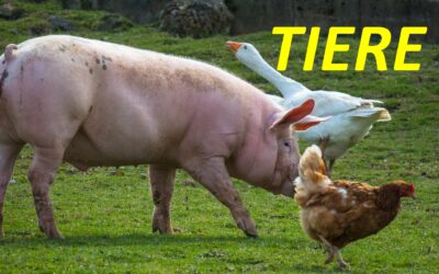 Ferien ohne Koffer Sommer ausgebucht